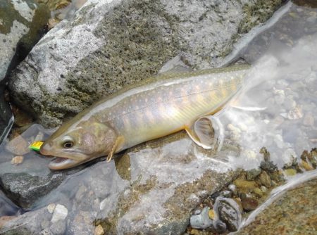 増水した渓でイワナ爆釣